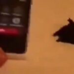 Wie das Graphenoxid auf Smartphones reagiert