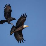 Die Krähe und der Adler