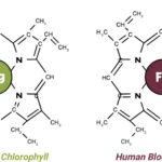 Was die Zahl 137 mit Blut, Chlorophyll und dem Leben zu tun hat