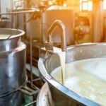 Pasteurisierte Milch: Gesundheitsschwindel im Kühlregal