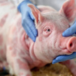 Genexperimente: Menschliche DNA in Schweinen soll Organbedarf decken