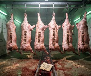 Tierschutz-Apokalypse: Strengstes Gesetz, weichster Vollzug, dümmster EU-Mythos