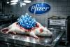 Spike-Protein verblödet Mäuse und macht Ratten kinderlos – Zufall?