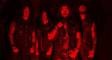 Album Review: Machine Head – Catharsis