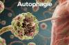 Autophagie: Wenn der Körper sich selbst heilt, indem er sich selbst verzehrt